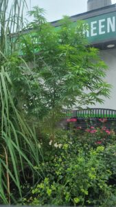 50 Shades of Green – S 39th St — Omaha, NE