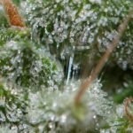 Store – gallery image 2