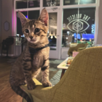 The Holistic Connection Murfreesboro – gallery image 4