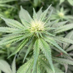 Ounce Of Hope Aquaponic Cannabis Dispensary – gallery image 2