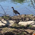 goodblend – Austin – gallery image 5