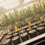 Zen Leaf Tempe – gallery image 4