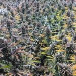 Trulieve Glendale Dispensary – gallery image 2