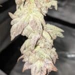 California Street Cannabis Company – A Weed Dispensary & Delivery – gallery image 5