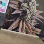 Curaleaf Dispensary Youngtown – gallery image 4
