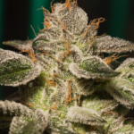 Store – gallery image 4