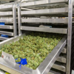 House of Green Marijuana Dispensary Anchorage – gallery image 3