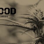 GOOD Cannabis – gallery image 2