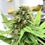 Ak Frost – gallery image 5