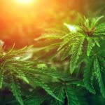 The Red Light District – gallery image 2