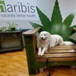 Maribis Cannabis Weed Dispensary Chicago Archer – gallery image 4