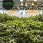 Store – gallery image 4