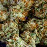 Project Releaf – gallery image 3