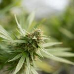 Store – gallery image 2