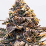 Store – gallery image 1