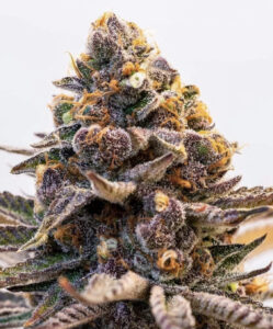 New Mexico Drip LLC Dispensary — Albuquerque, NM