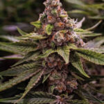 Store – gallery image 5