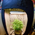 Piedmont Green Dispensary – gallery image 3