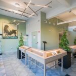 Comm Ave Canna: Recreational Cannabis Dispensary, Boston – Brookline MA – gallery image 2