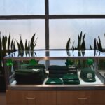 GreenRock Cannabis – gallery image 3