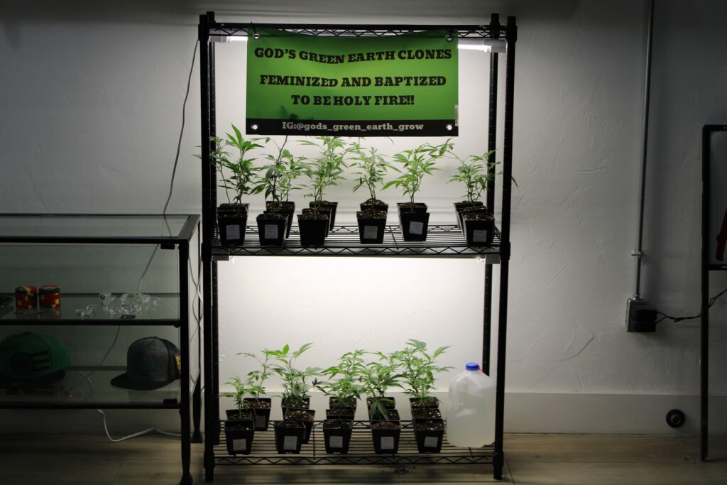 Classen Kush House – main photo