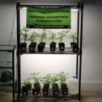 Classen Kush House – gallery image 1