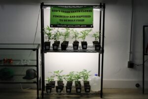 Classen Kush House — Oklahoma City, OK