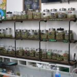 Classen Kush House – gallery image 2