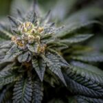 Best Colorado Cannabis – gallery image 2