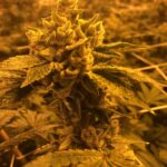 Best Colorado Cannabis – gallery image 5