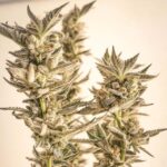 Store – gallery image 3