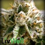 LivWell Dispensary – gallery image 3