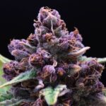 Higher Grade – Recreational and Medical Dispensary 21+ – gallery image 2