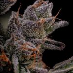 Store – gallery image 3