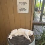 The Highlands Weed Dispensary And Delivery – gallery image 4