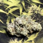 Store – gallery image 4