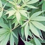 Store – gallery image 2