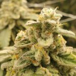 Store – gallery image 4