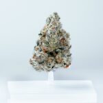 Old Gods Dispensary – gallery image 3