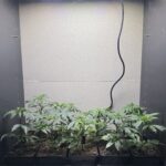 UFORIA CANNABIS DISPENSARY – gallery image 3