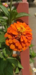 MMCA (Medical Marijuana Caregivers Association) — Cameron Park, CA