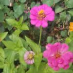 Store – gallery image 2