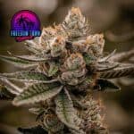 Store – gallery image 2