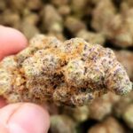 Store – gallery image 4