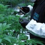 Thrive Dispensary Wilmington – gallery image 2