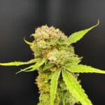 Thrive Dispensary Wilmington – gallery image 4