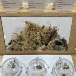 Sunnyside Medical Cannabis Dispensary Jacksonville – Riverside – gallery image 3