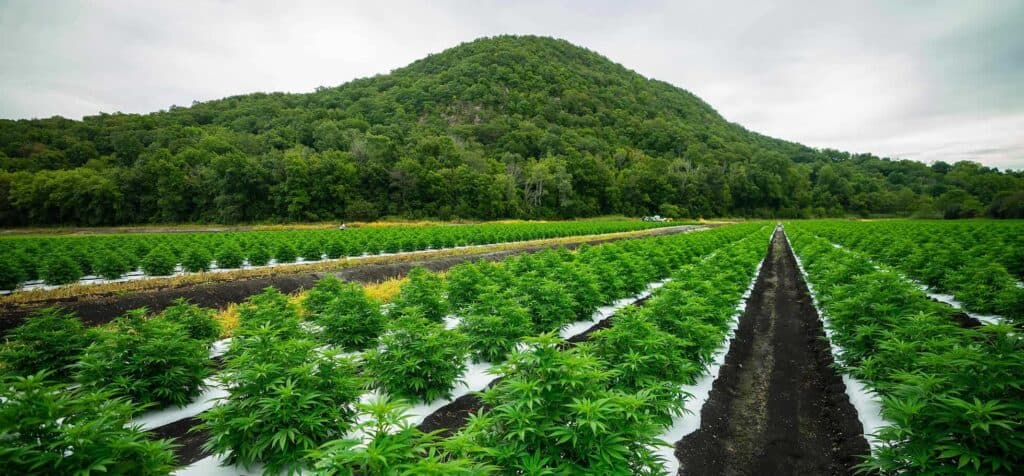 Is ‘urbanXtracts’ CBD Legit?