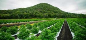 Is ‘urbanXtracts’ CBD Legit?