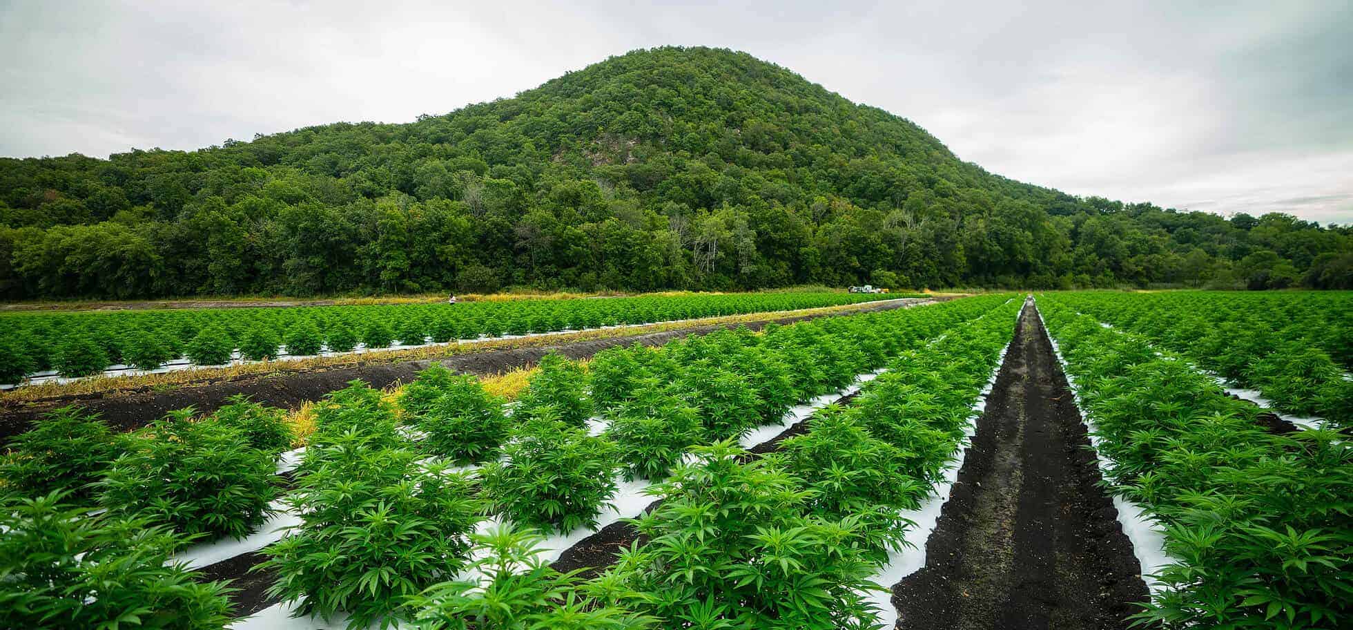 Is ‘urbanXtracts’ CBD Legit?